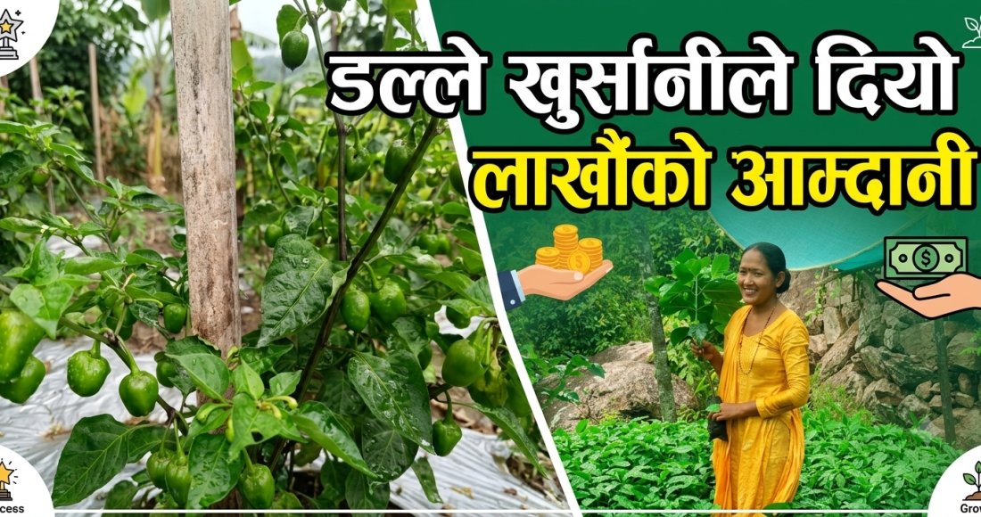 मेलुङकी सम्झनाको कृषि यात्रा : डल्ले खुर्सानीले दियो लाखौँको आम्दानी