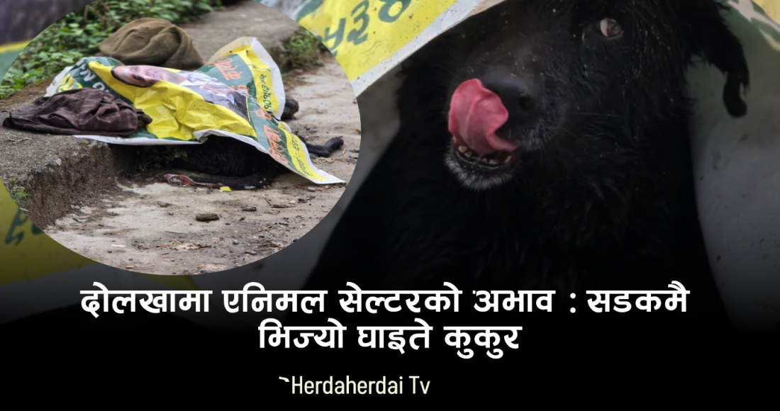 चरीकोटको सडकमा घाइते कुकुरको चित्कार: रातभर झरीमा भिज्यो, उपचारको आशा पलाए पनि ओत लाग्ने ठाउँ छैन