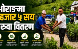 ओराङमा ५ हजार ५ सय बिरुवा वितरण