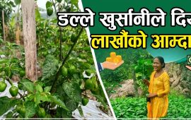 मेलुङकी सम्झनाको कृषि यात्रा : डल्ले खुर्सानीले दियो लाखौँको आम्दानी
