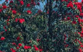 जिरीको खावा डाँडामा ढकमक्क फुल्यो लालिगुराँस