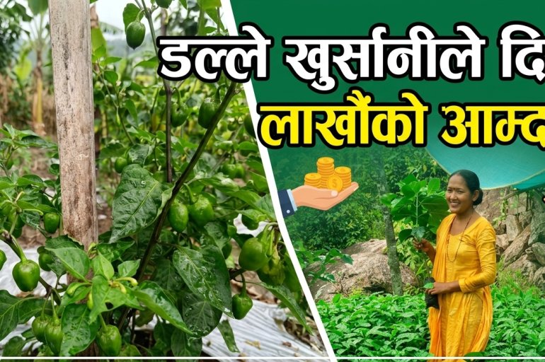 मेलुङकी सम्झनाको कृषि यात्रा : डल्ले खुर्सानीले दियो लाखौँको आम्दानी