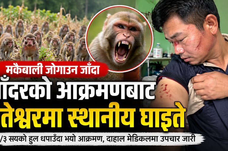 बाँदर धपाउन खोज्दा स्थानीयमाथि आक्रमण, वैतेश्वरमा एक जना घाइते