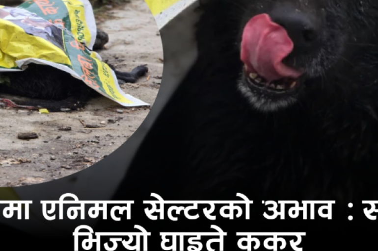 चरीकोटको सडकमा घाइते कुकुरको चित्कार: रातभर झरीमा भिज्यो, उपचारको आशा पलाए पनि ओत लाग्ने ठाउँ छैन